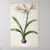 Poster Amaryllis Vittata (Devant)
