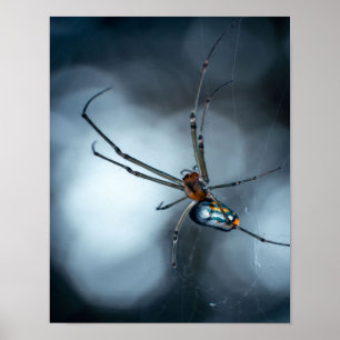 Poster Amateurs d'araignée Beauty Spider Avec Des Webs