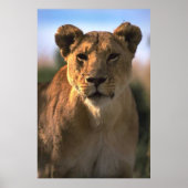 Poster Amateurs de lions lioness (Devant)