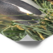 Poster Amateurs de roi Penguin (Coin)