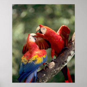 Poster Amazonie, Brésil. Paire de Scarlet Macaws (Ara