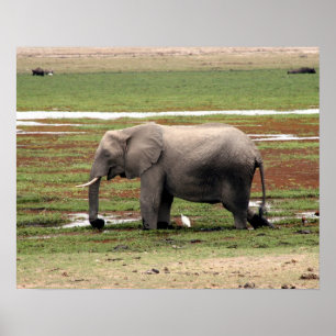 Poster amboseli
