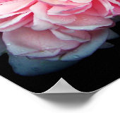 Poster Amelia Rose (Coin)