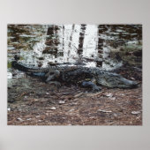 Poster américain Alligator (Devant)