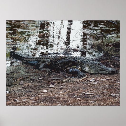 Poster américain Alligator (Devant)
