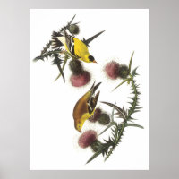 Américain Goldfinch