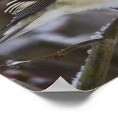 Poster Américain Goldfinch (Coin)