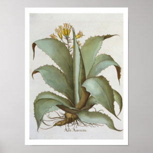 Poster American Aloe : Aloe Americana, de 'Hortus Ey