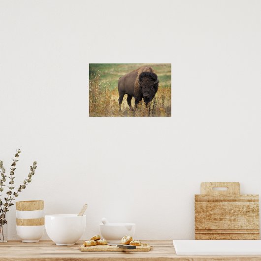 Poster American Bison (Cuisine)