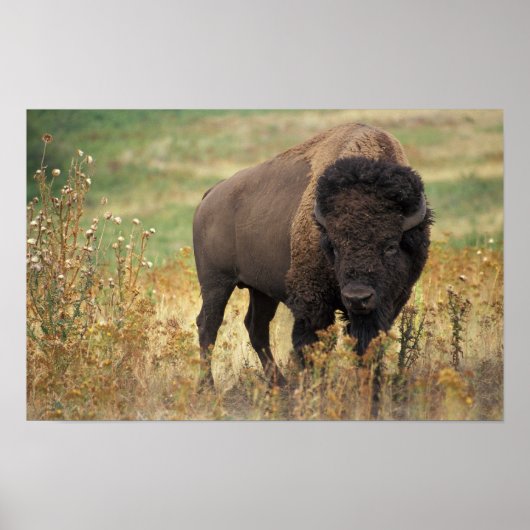 Poster American Bison (Devant)