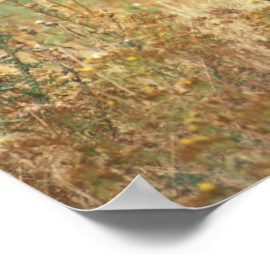 Poster American Bison (Coin)