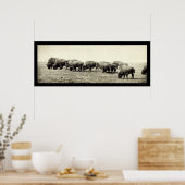 Poster American Bison Buffalo Photo 1906 (Cuisine)