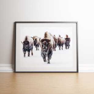Poster American Bison Herd'art de la muraille de neige