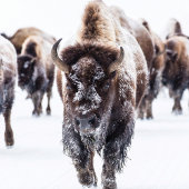 Poster American Bison Herd'art de la muraille de neige
