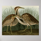 Poster American Bittern (Devant)