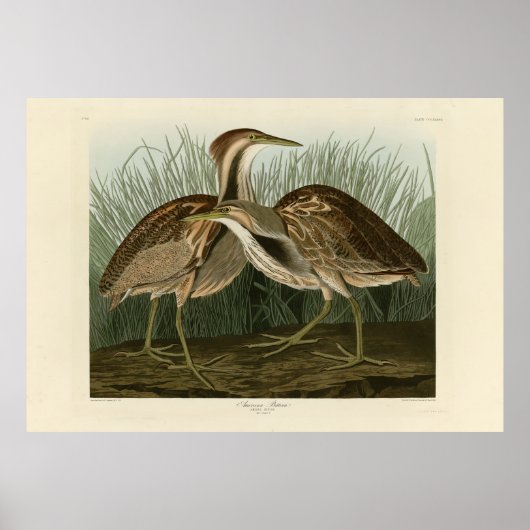 Poster American Bittern - d'Audubon's Birds of America (Devant)
