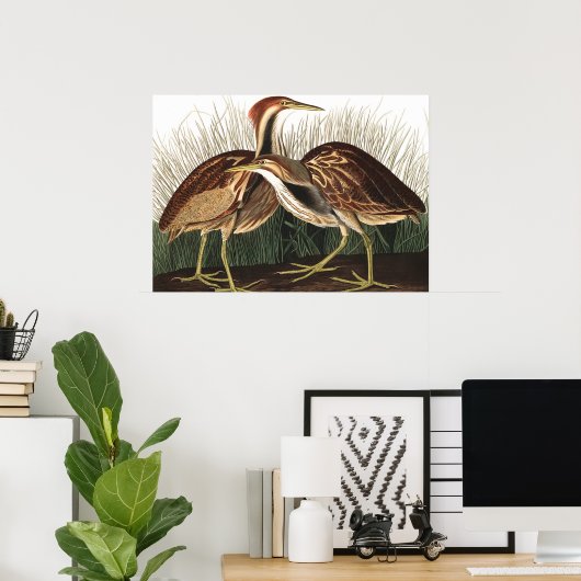 Poster American Bittern par John James Audubon (Bureau à domicile)