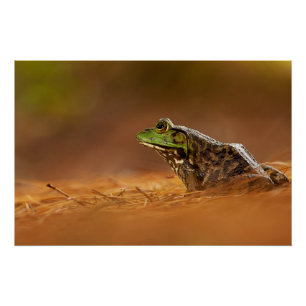 Poster American Bullfrog assis sur des aiguilles de pin