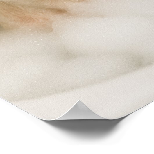 Poster american bully dog cute funny bathroom decor (Coin)