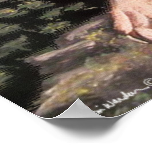 Poster American Cougar (Coin)