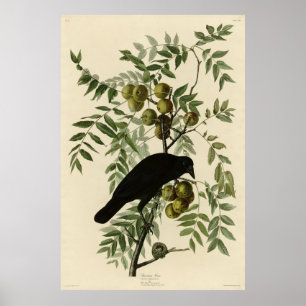 Poster American Crow de John Audubon's Birds of America