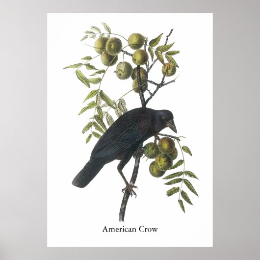 Poster American Crow, John James Audubon (Devant)