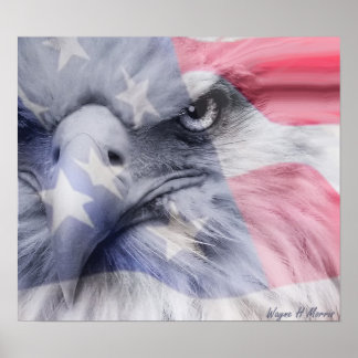 Poster American Eagle