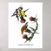 Poster American Goldfinch, Audubon (Devant)