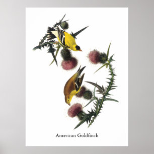 Poster American Goldfinch, Audubon