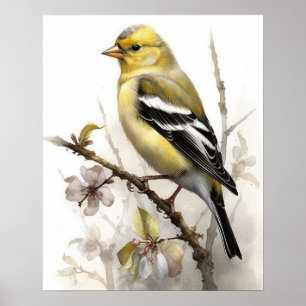 Poster American Goldfinch Bird Art Imprimer l'affiche