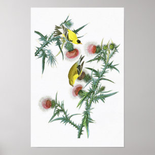 Poster American Goldfinch John Audubon Birds of America