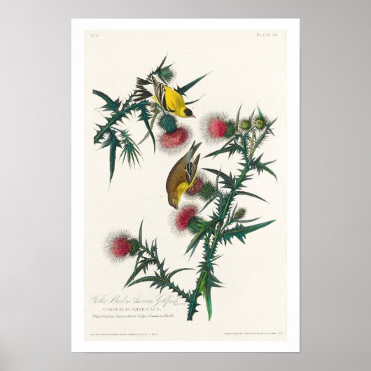Poster American Goldfinch par Audubon (Devant)
