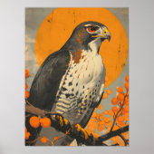Poster American Goshawk (Devant)