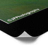 Poster American Kestral (Coin)