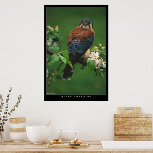 Poster American Kestral (Cuisine)