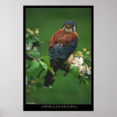 Poster American Kestral (Devant)
