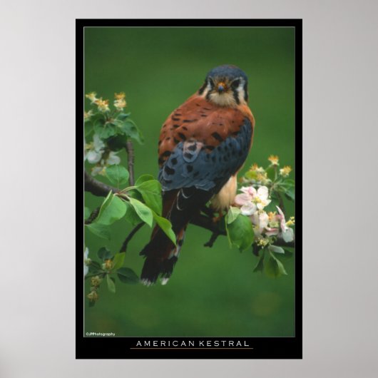 Poster American Kestral (Devant)