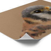 Poster American Kestrel Portrait (Coin)