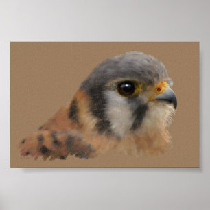 Poster American Kestrel Portrait