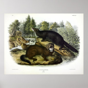 Poster American Mink, vision néovison par Audubon