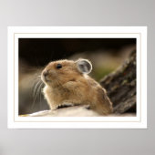 Poster American Pika (Devant)