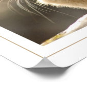 Poster American Pika (Coin)