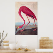 Poster American Pink Flamant rose Audubon Vintage Boite (Cuisine)