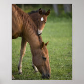 Poster American Quarter cheval jument et colt en champ à (Devant)