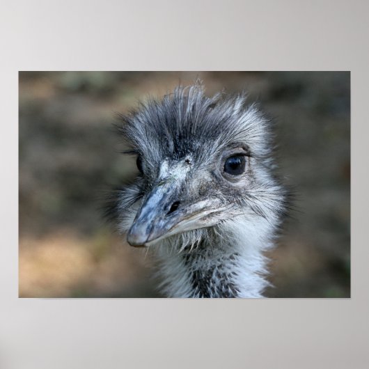 Poster American Rhea Portrait (Devant)