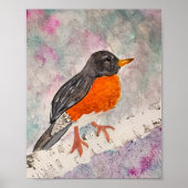 Poster American Robin (Devant)