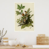 Poster American Robin (Cuisine)