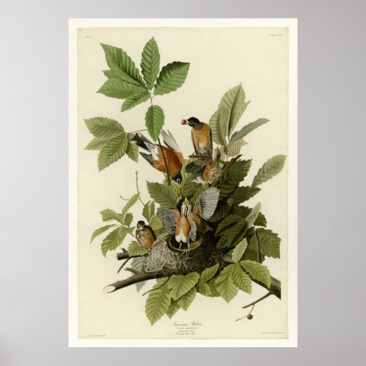 Poster American Robin (Devant)