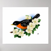 Poster American Robin and Dogwood Flowers (Devant)
