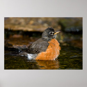 Poster American Robin bain 2